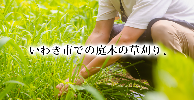 いわき市での庭木の草刈り、