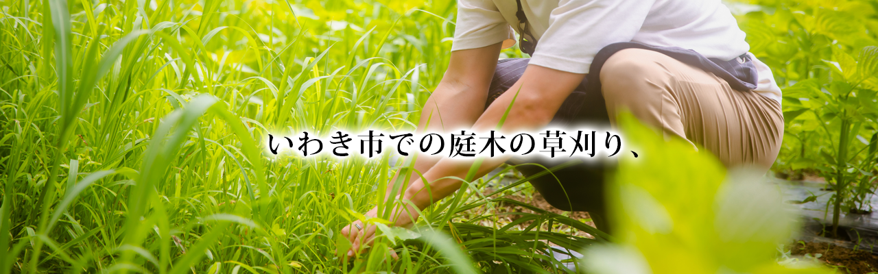 いわき市での庭木の草刈り、